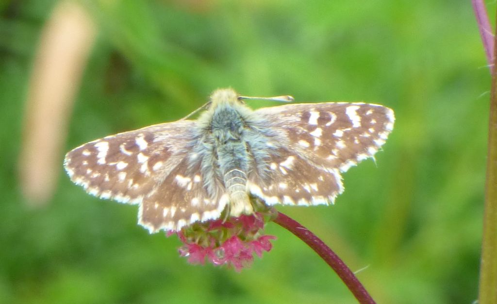Pyrgus